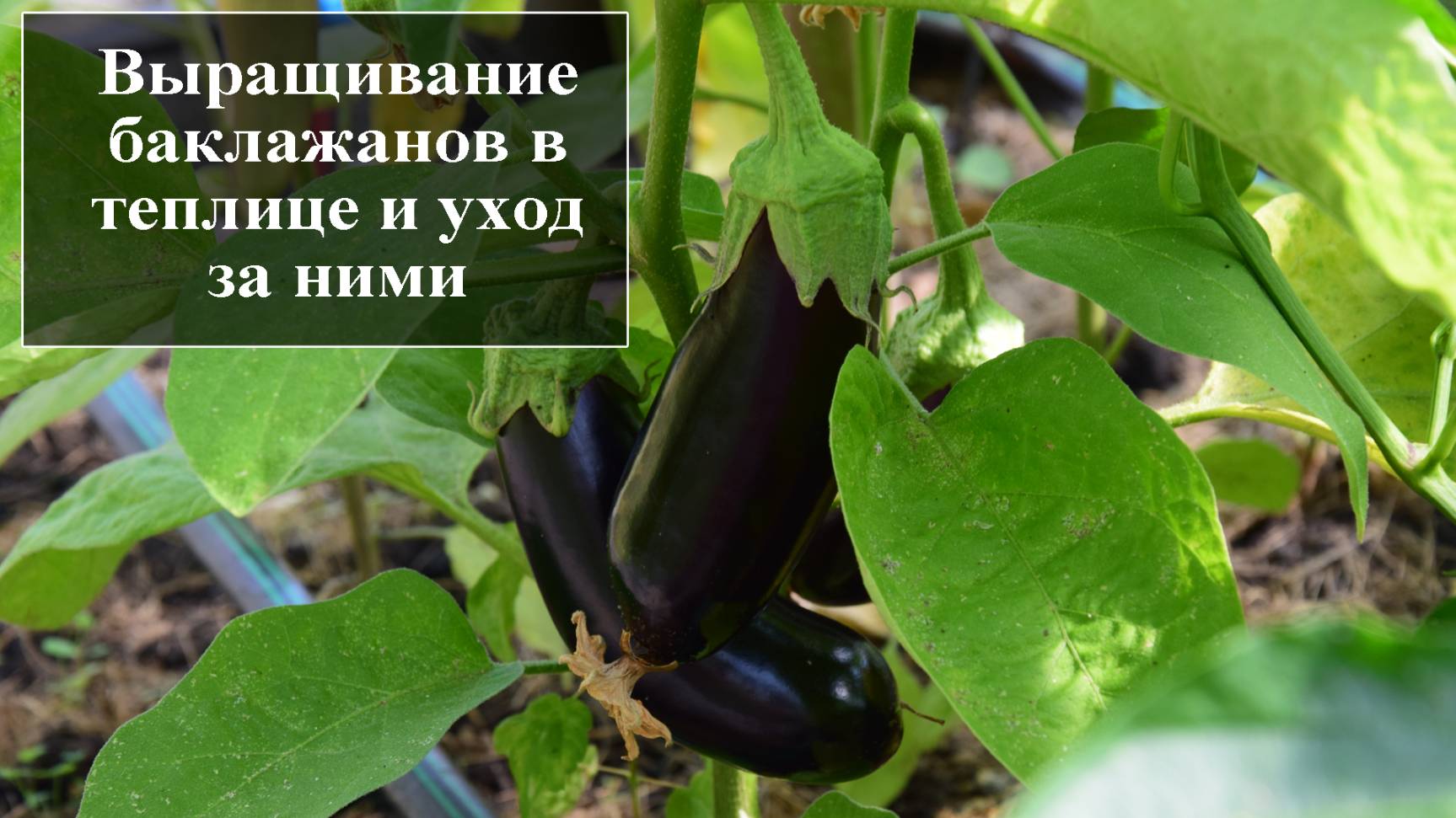 Выращивание баклажанов в теплице смотреть онлайн