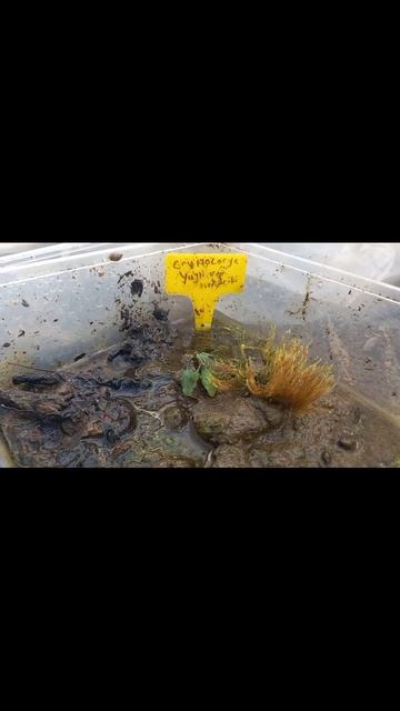 koleksi cryptocoryne farm dongbendo aquatic смотреть онлайн