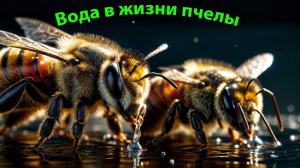 Вода для пчел: Как, когда и зачем? Объясняет профессор Кашковский