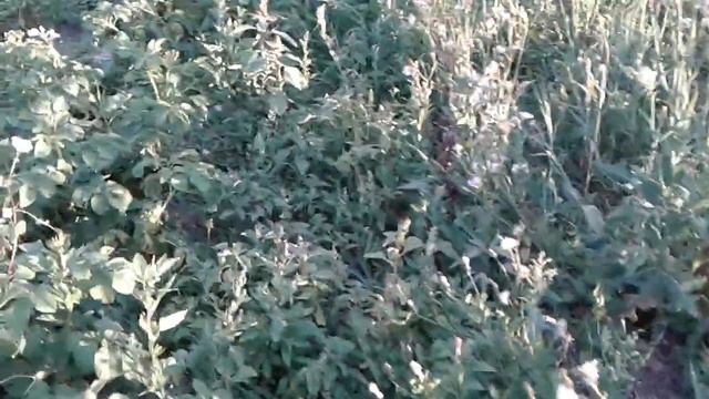 17.08.22 куры жрут кабачки и тыквы , и т.д смотреть онлайн