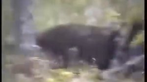 Охота на огромного Медведя