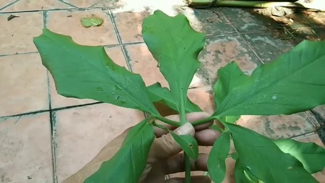 How to propagate syngonium five fingers from cutting/syngonium auritum смотреть онлайн