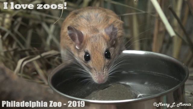 Philadelphia Zoo New Inhabitants - Bushy-tailed Jirds смотреть онлайн