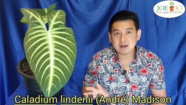 EP.68_บอนม้าลาย Caladium หลายคนเรียก Xanthosoma смотреть онлайн