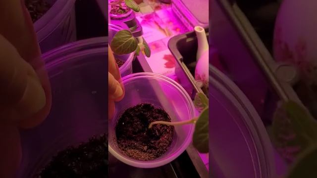 Бамия.Рассада. смотреть онлайн