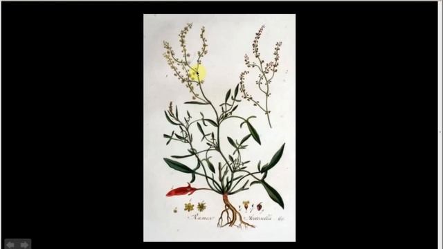 Rumex acetosella | Sheep's Sorrel (Pt 1 of 2) смотреть онлайн