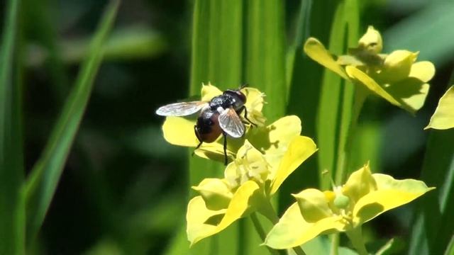 Tachina Fly (Tachinidae: Trichopoda) on Blossom смотреть онлайн