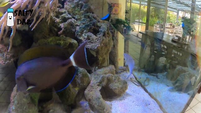 Salty's Aquarium ep 1 смотреть онлайн