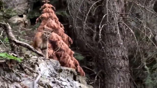 Backpackers film mountain lion in Sequoia National Forest смотреть онлайн