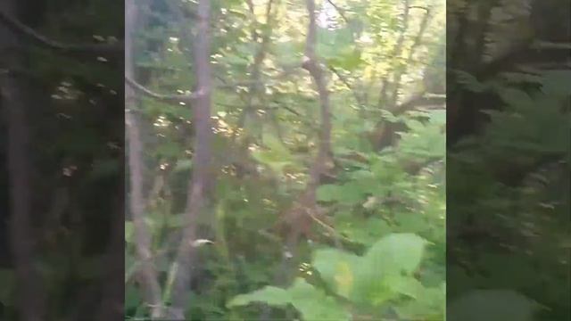 Красота лето.... смотреть онлайн