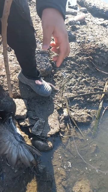 Охота на утку / Шикори мурғоби смотреть онлайн