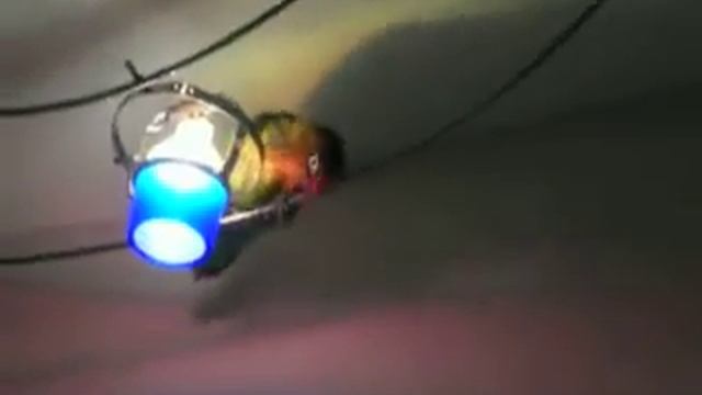 Попугай маленькое мокрое несчастье ; Parrot small wet misfortune смотреть онлайн