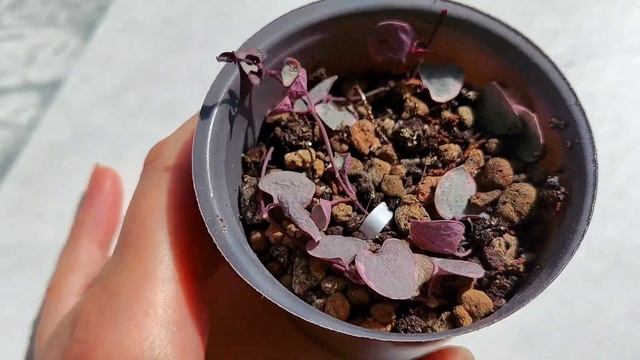 Монстера. Портулакарія та ін 🌿 смотреть онлайн