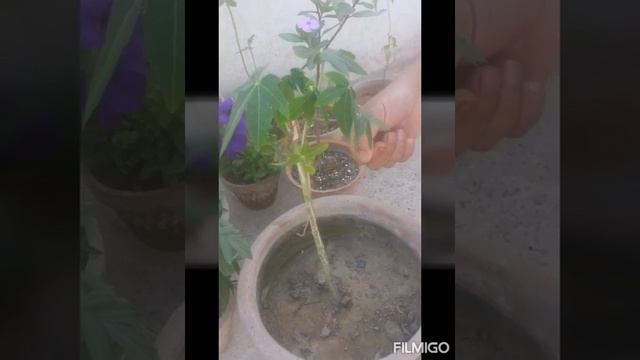 |Papaya Grow Up Knowledge| For My Mother|| смотреть онлайн