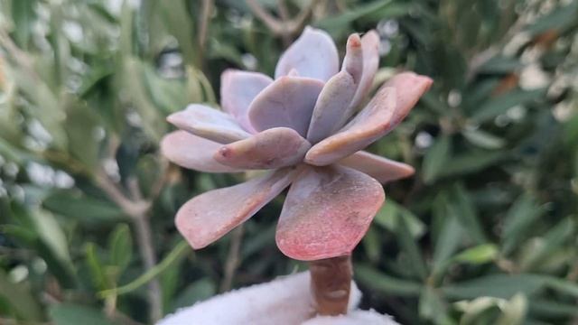 Echeveria Missing You