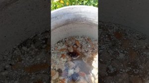 подкормка  хлебный квас