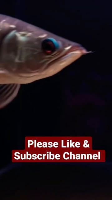 RTG AROWANA FISH #viralvideo #youtubeshorts #fish #monster #arowanalovers #shortvideo #short смотреть онлайн