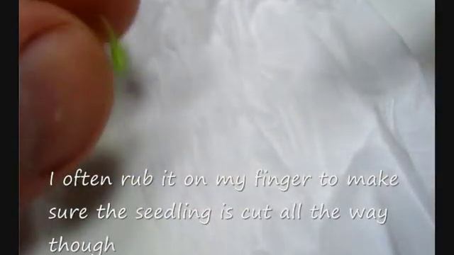 grafting Pereskiopsis.wmv смотреть онлайн
