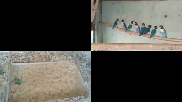 Nerazluchnik MASKA Qushlari смотреть онлайн