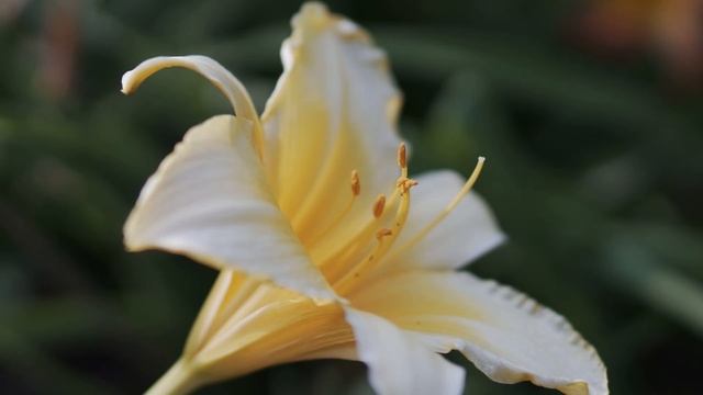 Sea of Orange Daylilies at Tousir, May 09 20 頭社金針花海 смотреть онлайн