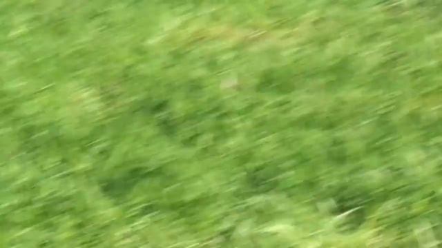 Утки взлетают смотреть онлайн