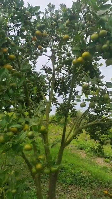 #bertani #trending #insektisida #tanamanviral смотреть онлайн