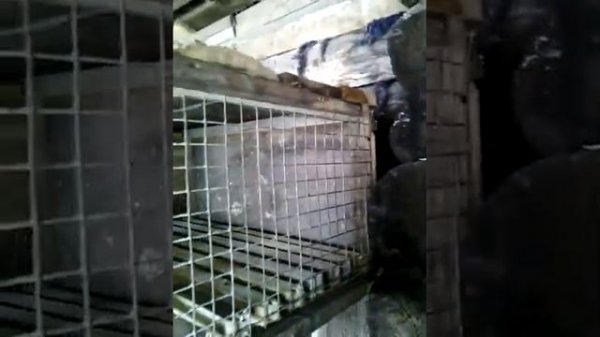 клетка для кролика из подручного материала :)