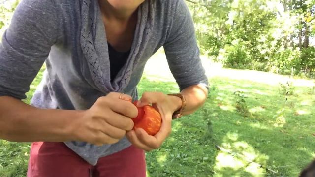 Schimmeig Striped Hollow Tomato: the BEST hollow stuffing tomato I've ever grown, hands-down. смотреть онлайн
