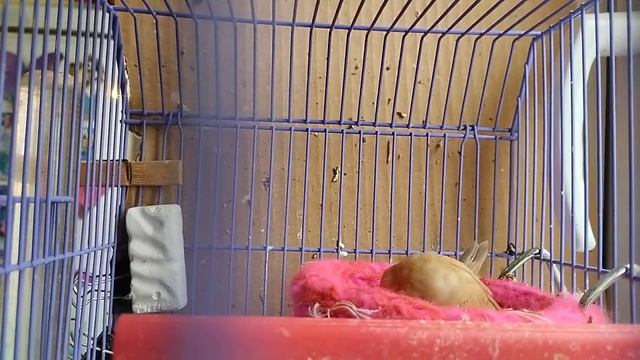 Японские амадины. смотреть онлайн