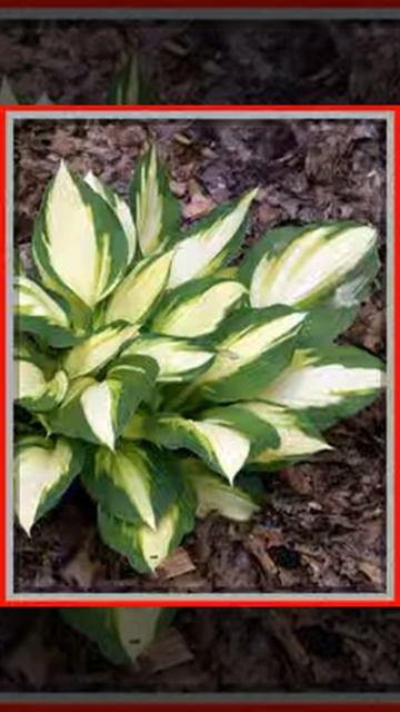 Hosta ogrodowa Color Festival 4647 смотреть онлайн