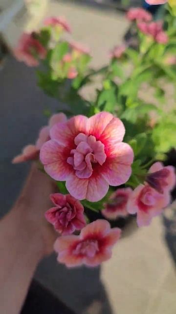 Калибрахоа #рассадацветов #калибрахоа #махроваякалибрахоа смотреть онлайн