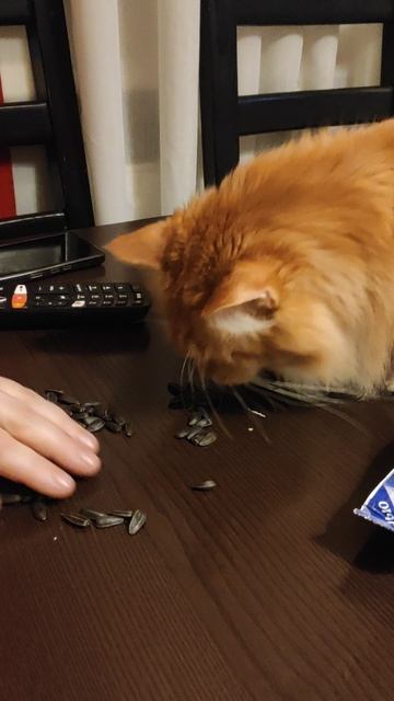 Кот 🐱 влюбился ❤️ в семечки