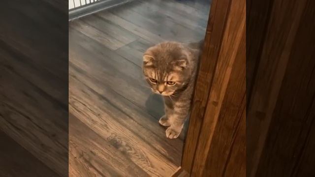 Котёнок породы Британская короткошёрстная смотреть онлайн