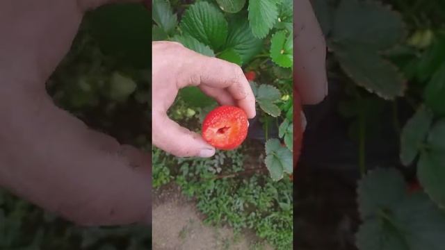 Сорт мальга на малообьемке в мешках.ярусы смотреть онлайн