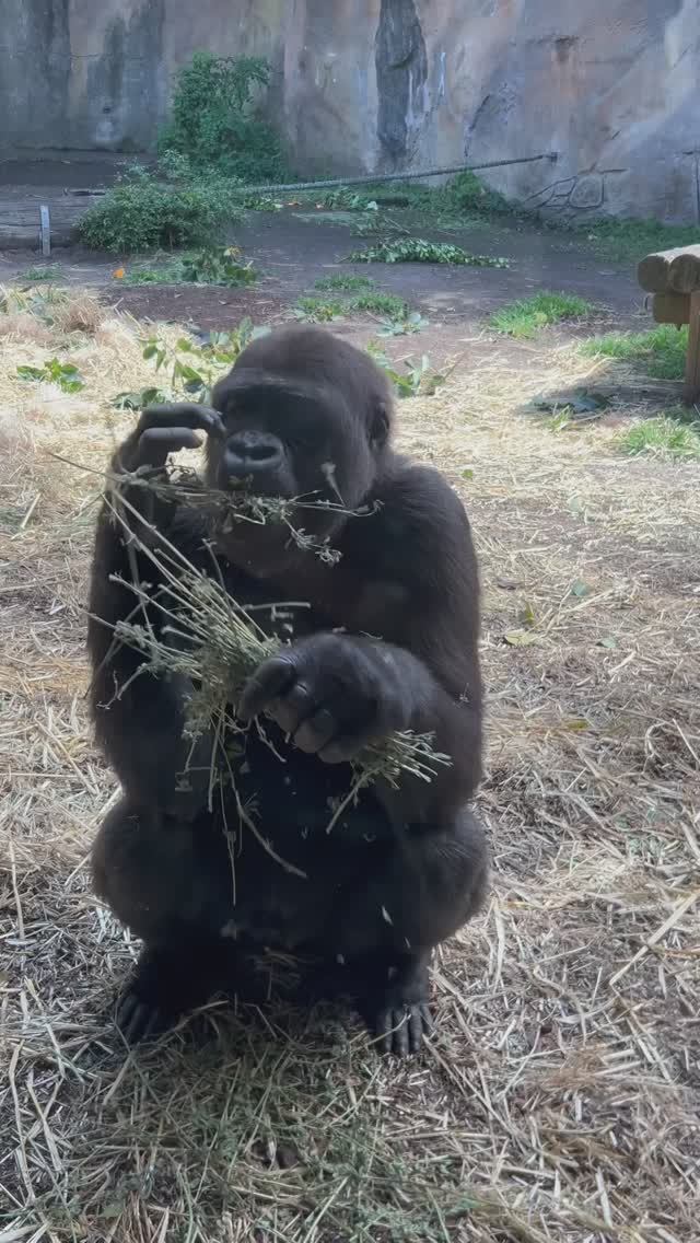 Зоопарк с ВИДОМ на Оперный театр?! 🦒🌊 Ты не поверишь, что здесь происходит! смотреть онлайн