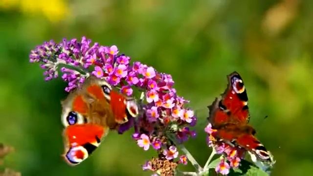 Summer Lilac With European Peacock Vid Stock Footage Video 3085765 Shutterstock смотреть онлайн