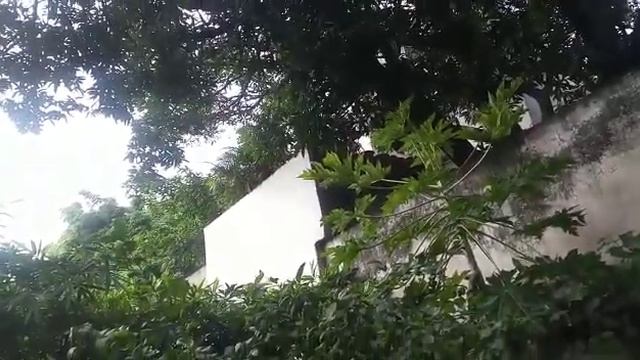 Extreme sound of cicada insect | Cicada in my house backyard смотреть онлайн