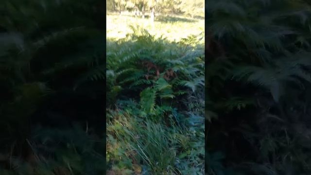 гора Хазаров смотреть онлайн