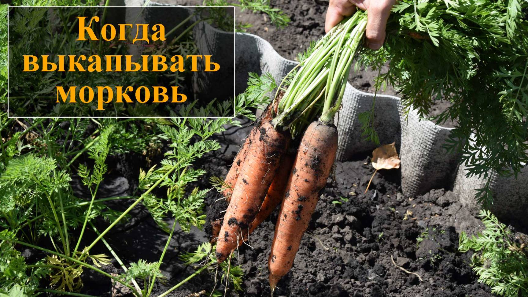 Когда копать морковь смотреть онлайн