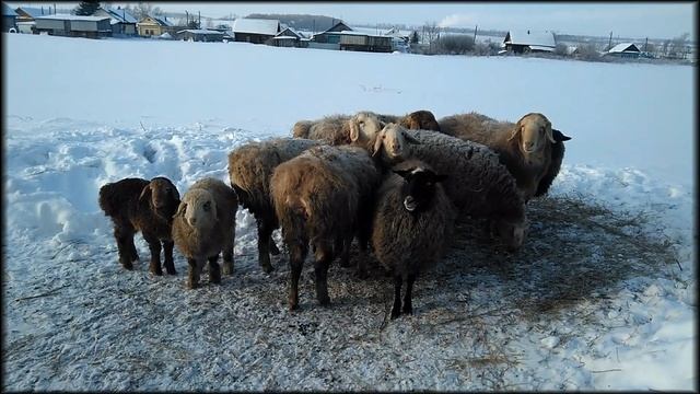 Овцы Вазира Радиковича. февраль 2019 г. смотреть онлайн