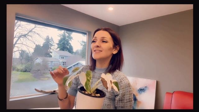 Why Monstera Albo’s Half Moon Leaf Is Browning +the Best Variegated Monstera In My Collection #plan