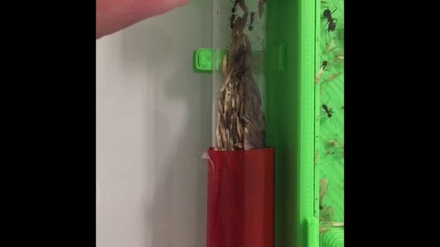 Karınca VS Kalkık Kuyruk Larvası смотреть онлайн