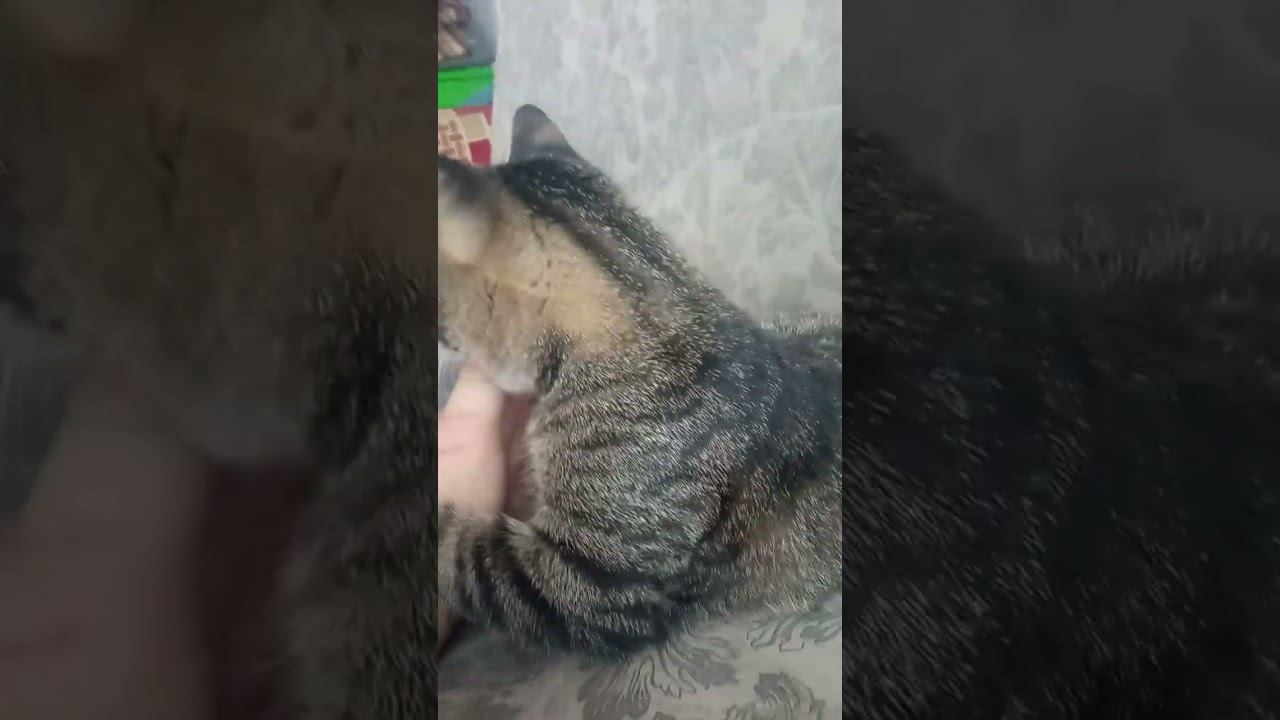 барсик язычок смотреть онлайн