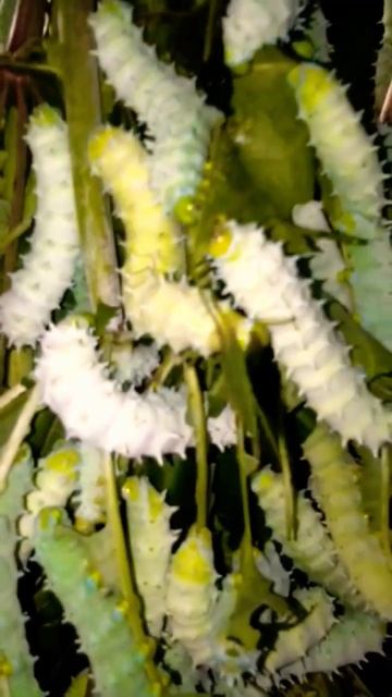 Silkworm//পলু #silkworm #shorts #youtubeshorts #viral смотреть онлайн