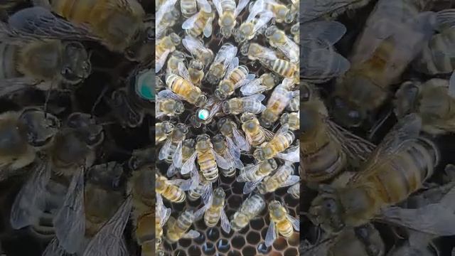Пчеломатка ИО бакфаст на кордован смотреть онлайн