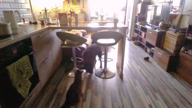 Сладкая парочка или воры домашние -1