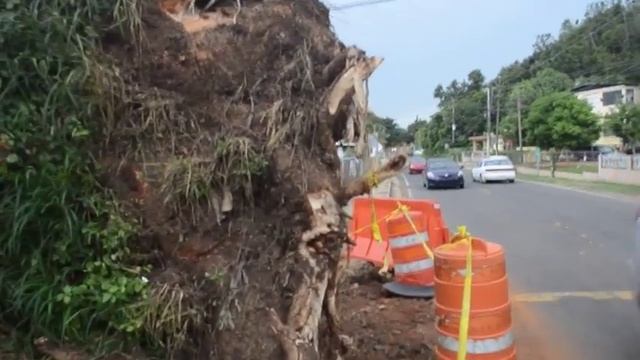 Arbol de guanacaste, Aguadilla смотреть онлайн