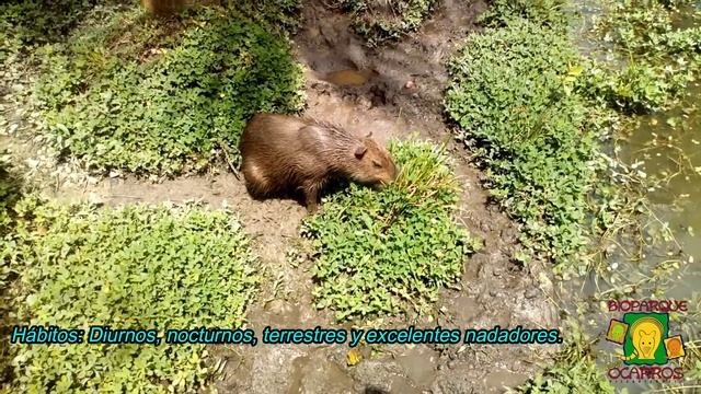 Video CHIGUIRO смотреть онлайн