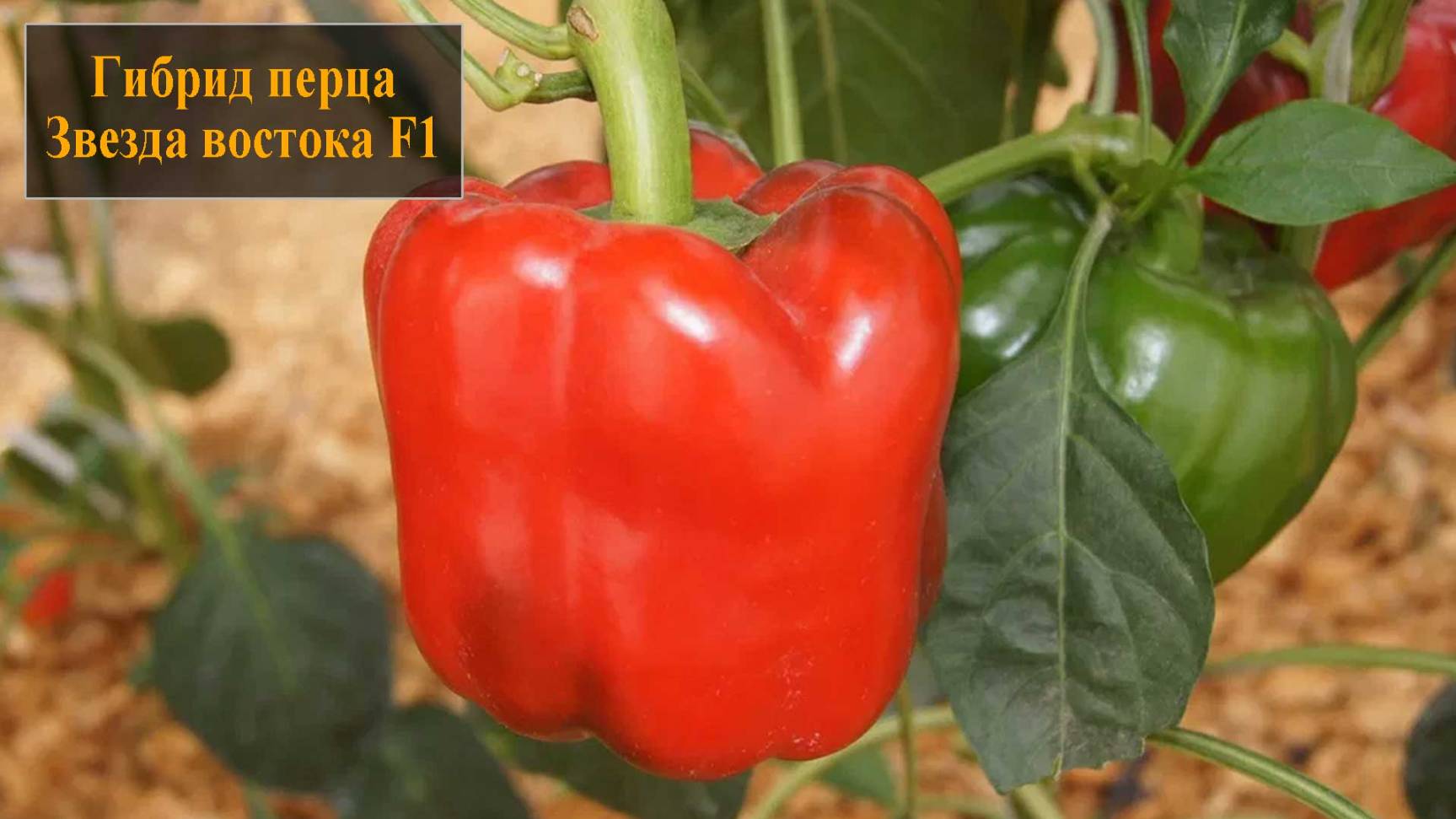 Гибрид перца Звезда востока F1 смотреть онлайн