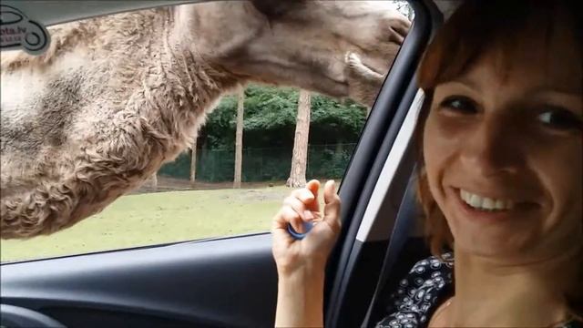 Германия. Сафари парк. Любопытный верблюд ! Germany. Safari park. Curious camel ! смотреть онлайн